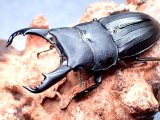 画像: ★奄美大島産スジブトヒラタクワガタ♂６０mmペア★