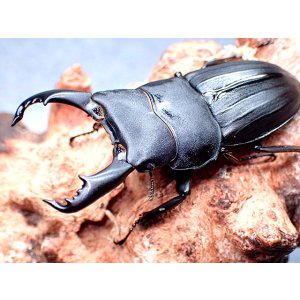 画像: ★奄美大島産スジブトヒラタクワガタ♂６０mmペア★