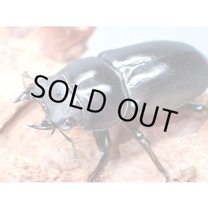 画像: ★セール！アルナーチャル産／D,ネパレンシス♀４２mm単品★