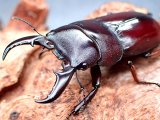 画像: ★北大東島産ダイトウヒラタクワガタ♂４４mmペア★