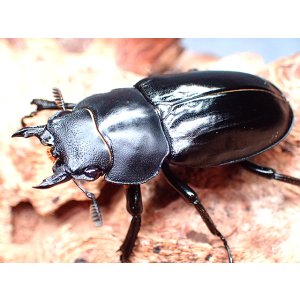 画像: ★Hx,フォルスターsspキヨタミ♀３７mm単品★