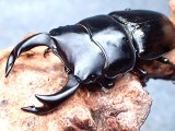画像: ★セール！貴重！上阿古谷産オオクワガタ♂７３mmペア★