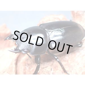 画像: ★アルナーチャル産／D,ネパレンシス♀３８mm単品★