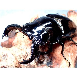 画像: ★Ｍ,タランドゥス／幼虫４頭セット★