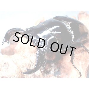 画像: ★Ｍ,タランドゥス／幼虫４頭セット★