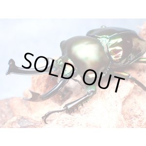 画像: ★セール！ニジイロクワガタ♂５４mmペア★