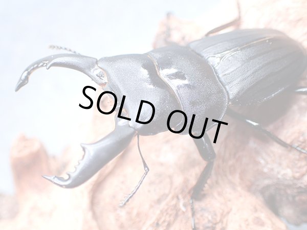 画像1: ★奄美大島産スジブトヒラタクワガタ♂５６mmペア★