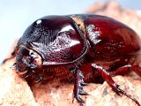 画像: ★セール！ホワイトアイ！スリナムミツノカブト♂３０mm単品★