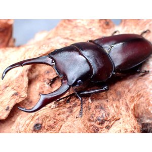 画像: ★セール！南紀大島産コクワガタ♂４７mmペア★