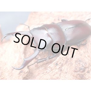 画像: ★セール！南紀大島産コクワガタ♂４０mmペア★