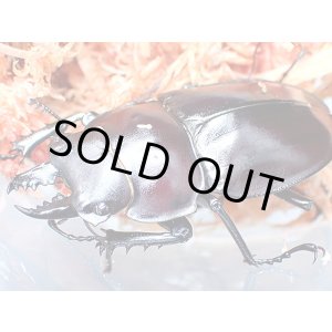 画像: ★セール！西表島産！ヤエヤママルバネクワガタ♂４３mmペア★