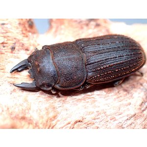 画像: ★貴重！ヤマトサビクワガタ♂２７mmペア★