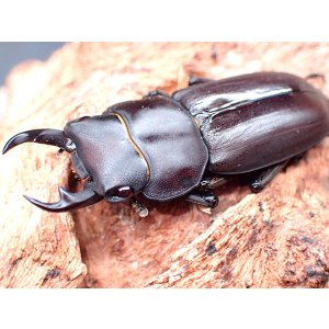 画像: ★トクノシマコクワ♂３５mmペア★