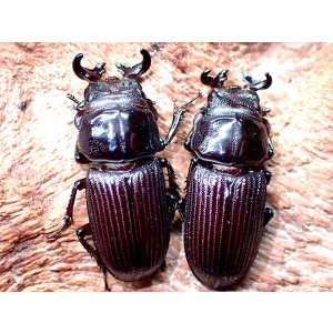 画像: ★セール！貴重！悪石島産ルイスツノ♂１７mmペア★