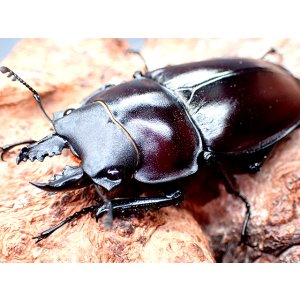 画像: ★セール！西表島産！ヤエヤママルバネクワガタ♂４４mmペア★