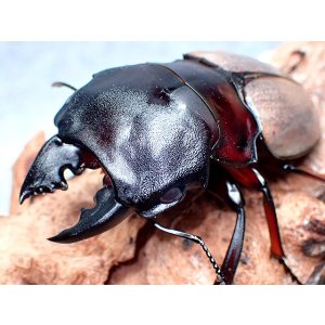 画像: ★Ｏ,フェモラリス／幼虫４頭セット★