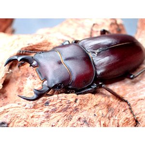 画像: ★貴重！ヤエヤマコクワ♂３７mmペア★