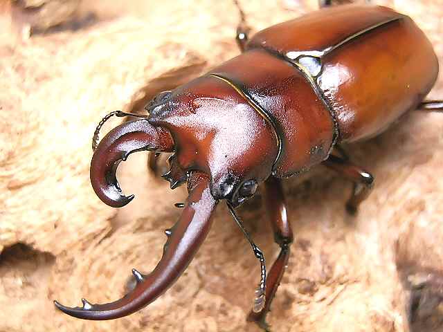 ☆セール！雌雄型！オキノエラブノコギリクワガタ：５０mm☆ - INSECT