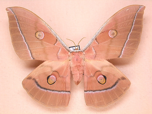 アフリカ産蛾類展翅標本 Athletes ethra（ヤママユガ科）１♂ - ペット用品