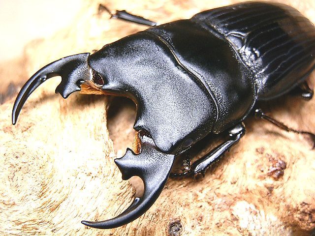 ☆プラティオドンネブトクワガタ♂５２mmペア☆ - INSECT ULTIMA