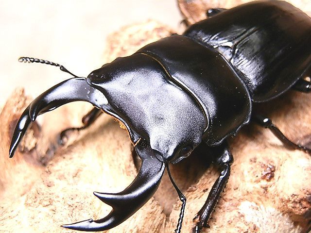 ☆セール！滋賀県産オオクワガタ♂６８mmペア☆ - INSECT ULTIMA