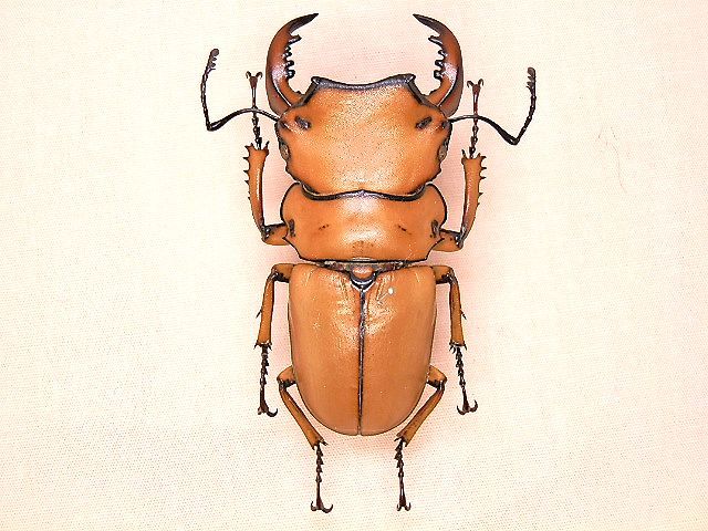 満点の 【雌雄型 昆虫標本】ジョンストンメンガタクワガタ - 虫類用品 
