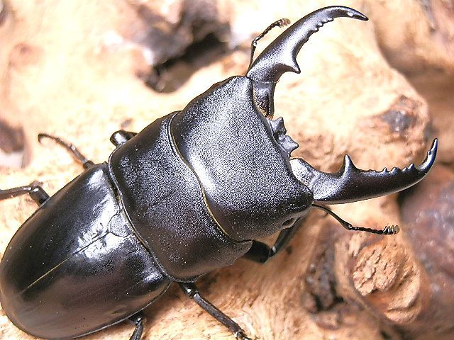 画像: ★愛媛県産ヒラタクワガタ♂６２mmペア★