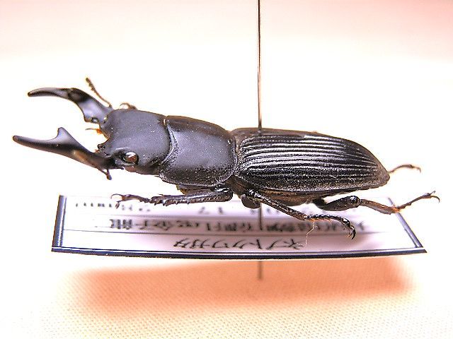 ☆セール！大阪産ネブトクワガタ♂２８mm標本☆ - INSECT ULTIMA