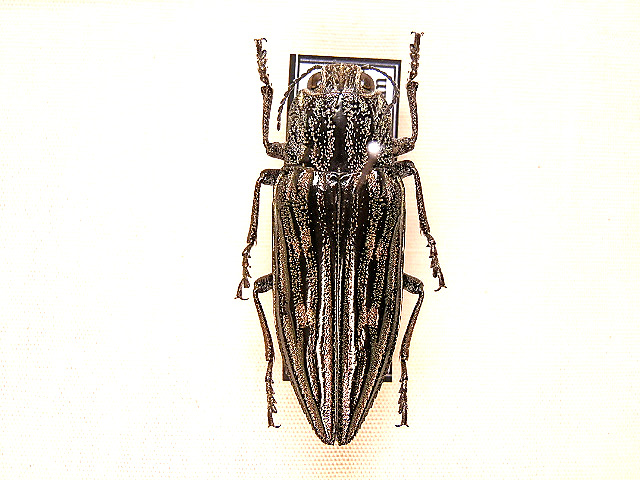 ☆大阪産ウバタマムシ：３２mm標本☆ - INSECT ULTIMA