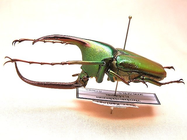 ランキング入賞商品 超美麗ロドリゲスカブトハナムグリ 甲虫 最高峰