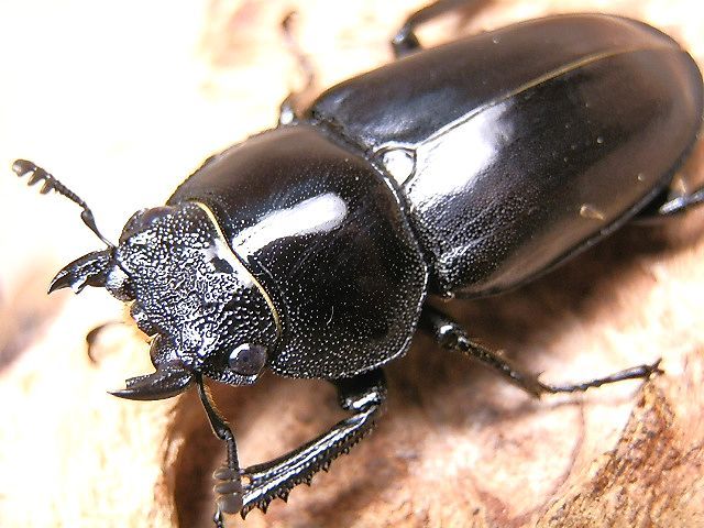 ☆カワノイシカクワガタ♂４９mmペア☆ - INSECT ULTIMA