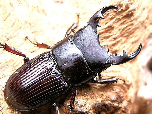 ☆西表島産ヤエヤマネブトクワガタ♂２７mmペア☆ - INSECT ULTIMA