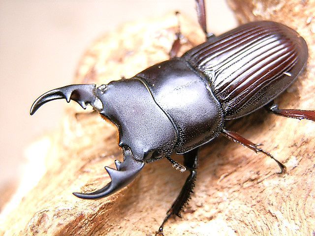 ☆西表島産ヤエヤマネブトクワガタ♂２７mmペア☆ - INSECT ULTIMA