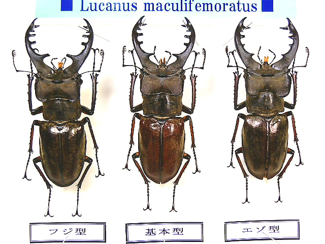 画像: ★国産ミヤマクワガタ標本箱セット★