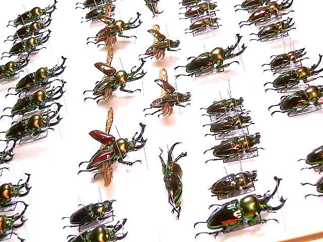 ☆ニジイロクワガタ標本箱セット☆ - INSECT ULTIMA