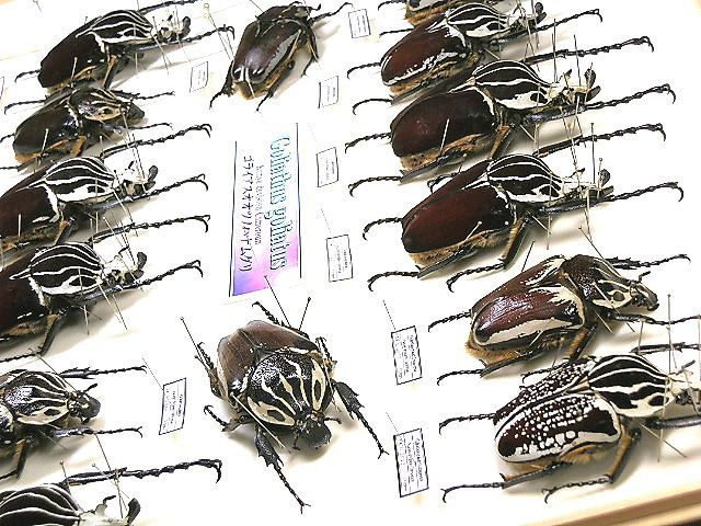 ☆Ｇ,ゴライアス標本箱一式☆ - INSECT ULTIMA