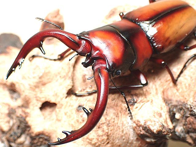 ☆美色血統！中之島産トカラノコギリクワガタ♂７０mmペア☆ - INSECT ULTIMA