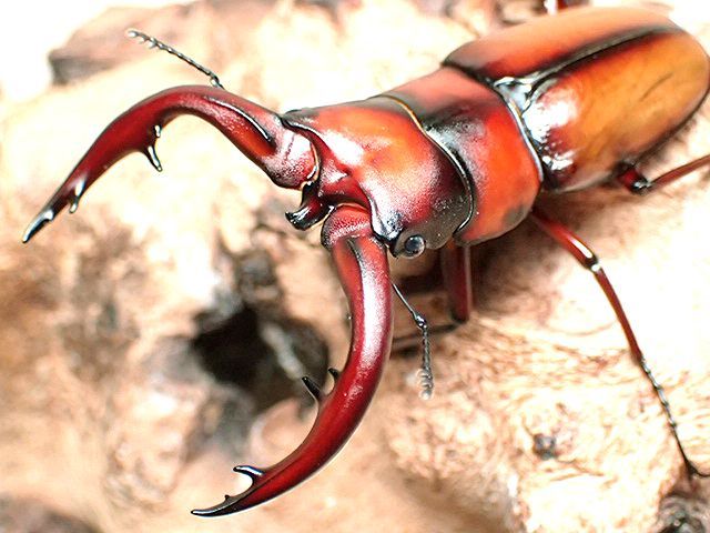 ☆美色血統！悪石島産トカラノコギリクワガタ♂６７mmペア☆ - INSECT ULTIMA