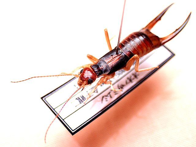 ☆ＷＤ！福井県産オオハサミムシ：２６mm標本☆ - INSECT ULTIMA