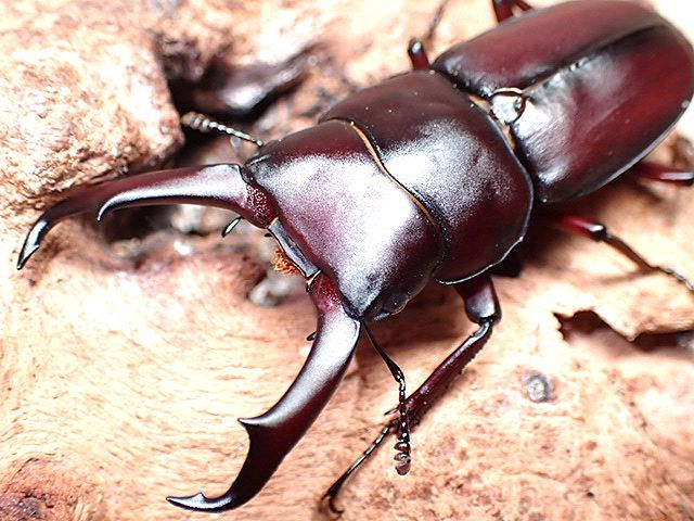 ☆南紀大島産コクワガタ♂５２mmペア☆ - INSECT ULTIMA