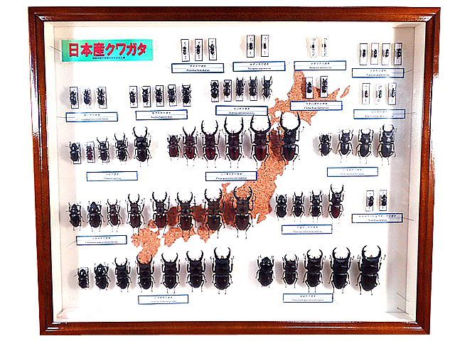 ☆セール！国産クワガタ標本箱セット☆ - INSECT ULTIMA