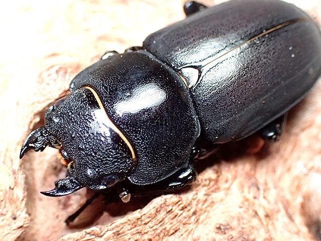 ☆セール！貴重！徳島県産ヒメオオクワガタ♂４８mmペア☆ - INSECT ULTIMA