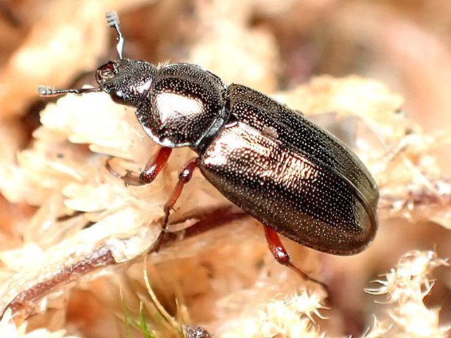 画像: ★和歌山県産ニセコルリクワガタ♂１０mmペア★