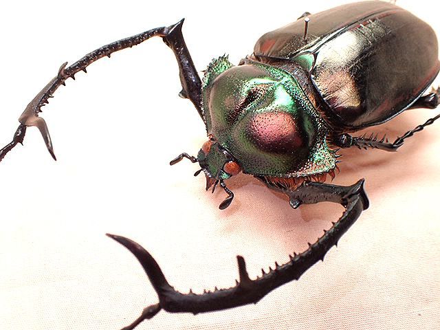 うのにもお得な 標本 ヤンソニーテナガコガネ 61㎜ 昆虫用品