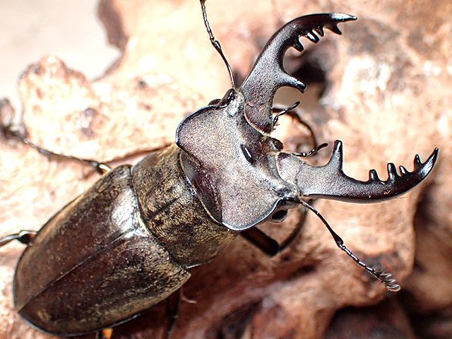 ☆高山！和歌山県産ミヤマクワガタ♂６７mmペア☆ - INSECT ULTIMA