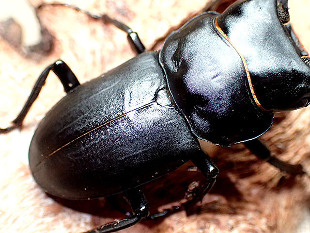 ☆貴重！和歌山県産ヒメオオクワガタ♂４６mmペア☆ - INSECT ULTIMA