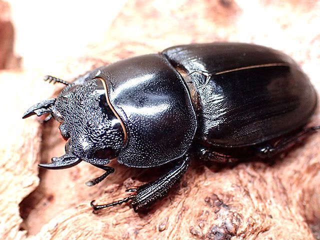 画像: ★宮崎県産ヒラタクワガタ♂６１mmペア★