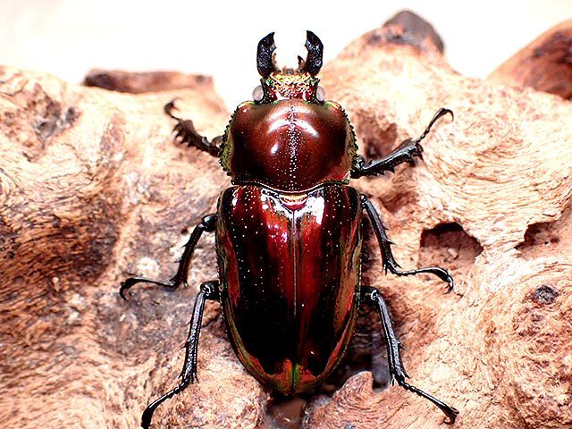 ☆種親レベル！ＷＥ:ＰＭＲ-Ｒ血統！ニジイロクワガタ♂５７mmペア☆ - INSECT ULTIMA