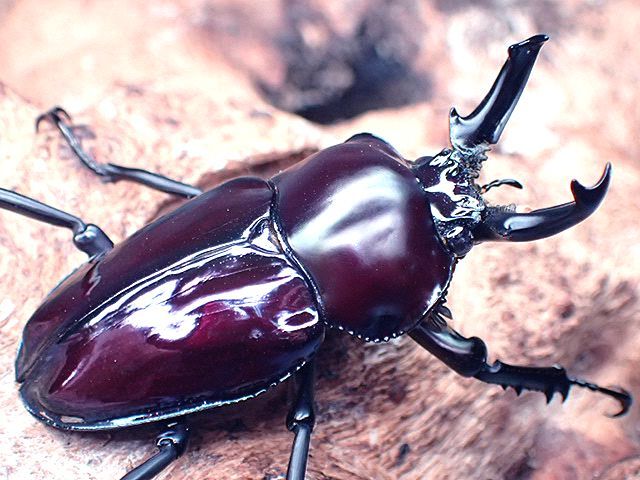 ☆メタリックピンク系！ニジイロクワガタ♂４３mmペア☆ - INSECT ULTIMA