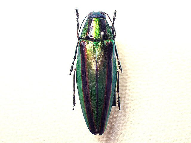 ☆淡路島産ヤマトタマムシ３９mm標本☆ - INSECT ULTIMA